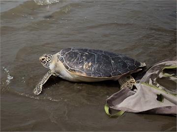 綠蠵龜擱淺照X光發現「胃有異物」　照顧6個月長胖重回大海懷抱
