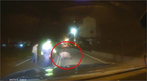 台中外埔大黑豬街頭趴趴走！　警民合力抓豬30分鐘搞定