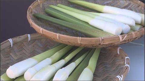 茭白筍產季來臨！　礁溪溫泉美人腿、桃園甜度王大受好評