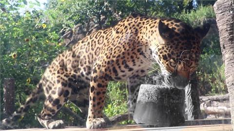 德州動物園消暑有撇步！　美洲豹啃特製「血冰棒」