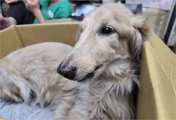 臘腸犬墜落重傷痛苦哀嚎　新北動保處重罰飼主12萬8千元