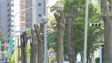 還沒變花園城市反先成綠樹殺手 台北市內科路樹驚見「行刑式斷頭」