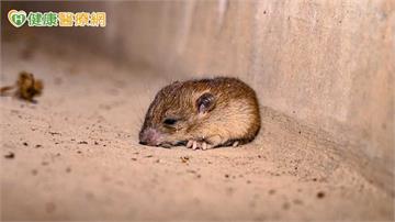 北市7旬男染漢他病毒不治　疾管署籲大掃除「防鼠三不」降罹病風險