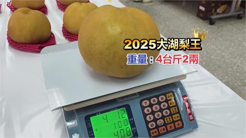 苗栗大湖「梨王爭霸戰」！　4台斤比臉大巨梨奪冠