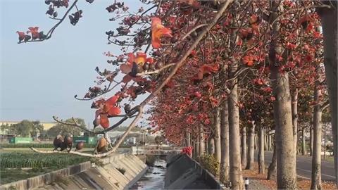 雲林美翻了！虎尾木棉花綻放「橘紅花海」　莿桐鄉「鳥巢樹屋」超夢幻