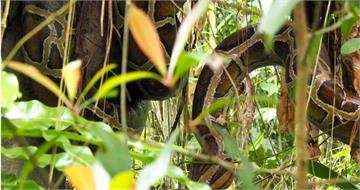 木柵動物園樹上驚見大蟒蛇！她嚇壞：安全嗎？　一票人笑了