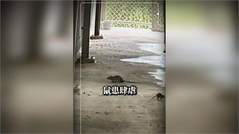 快新聞／北市動物之家鼠患曝！環境現隱憂　議員批「破窗效應」