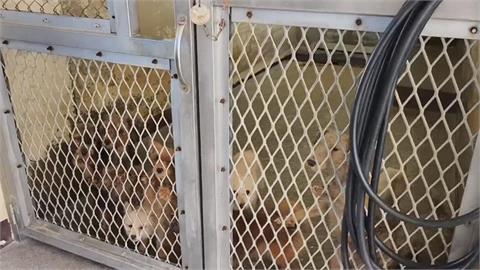 苗栗犬舍9成犬遭割聲帶案　米可白喊話鍾東錦：等待當初的保證
