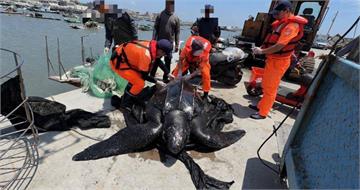 200公斤「深海巨獸」現身嘉義外海！　漁民誤捕極度瀕危革龜