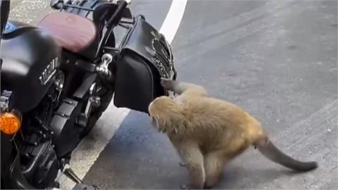 遇到真山道猴子！ 塔塔加停車場猴群打劫騎士