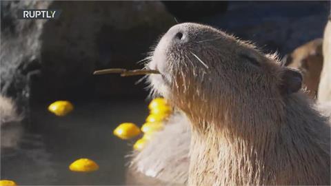 日本動物公園水豚柚子湯 讓動物舒適過冬