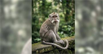 長尾獼猴失控狂襲居民！18人掛彩40校停課　官方追查異常原因