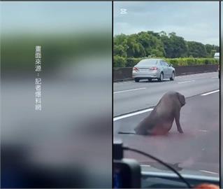 國道驚現大黑豬! 疑掉落車上 後腿受傷跌坐中線車道