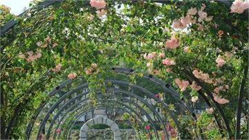 花博玫瑰展登場！6大展區浪漫綻放 玫瑰公廁成亮點