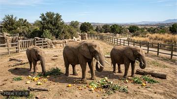 南非動物園最後3隻大象　命運交由法院判決爭自由
