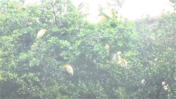 難得一見生態奇景！基隆田寮河畔百隻白鷺鷥群聚