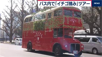 限定5天！日本佐賀行銷新品種草莓 推出「採草莓巴士旅行」
