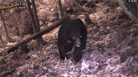 冬末春初「熊出沒」注意！半月已6起　玉山八通關又拍到台灣黑熊 
