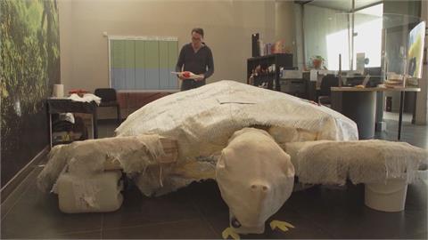 世界第二大巨龜化石出土！和車一樣大　專家曝：是白堊紀新物種