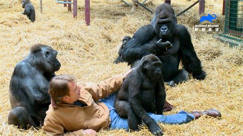 史上最成功野放計畫！富豪繁殖百隻瀕危物種　助小猩猩重回叢林生活