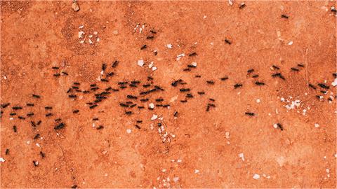 螞蟻每天爬滿廁紙都除不完！澳洲媽媽發文求助…網曝「1物」可解