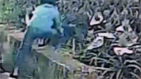 鴛鴦盜光顧鳳梨田　抱走6顆金鑽鳳梨"還認真挑選"