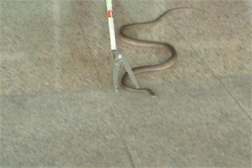 驚！台東縣議會有蛇 農業處快速逮蛇