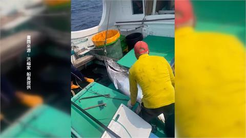 2026屏東第一鮪報到! 67歲船長"歪打正著"捕中黑鮪魚