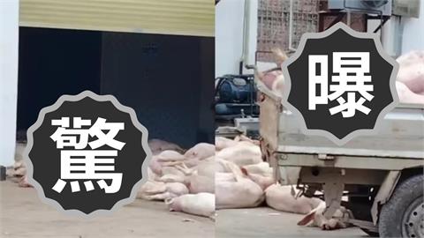 中國食品廠驚見「死豬山」堆滿門口!駭人畫面曝光…網嚇壞:是要加工?