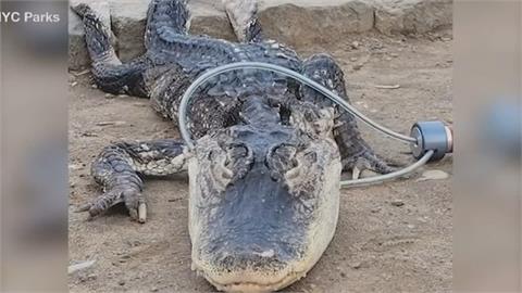 紐約公園驚見1.2公尺大鱷魚！　網友喊「哥吉拉」