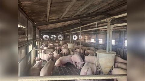 快新聞/人心惶惶!民眾憂「非洲豬瘟肉品下肚後果」 食藥署出面解答了