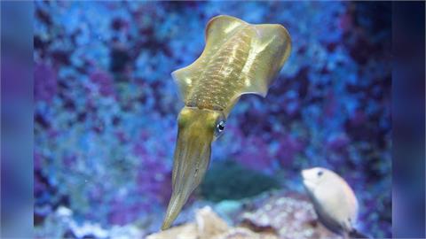 日本軟絲大豐收　做成生魚片半價吸引饕客