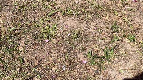 南投魚池現人造櫻花雨！　自私民眾為拍照徒手搖樹枝