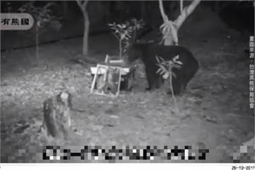 就愛吃蜂蜜！「黑熊媽媽」紀錄台灣黑熊覓食身影