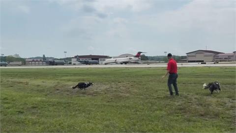 美國小機場「驅鳥小幫手」　2隻邊境牧羊犬成親善大使