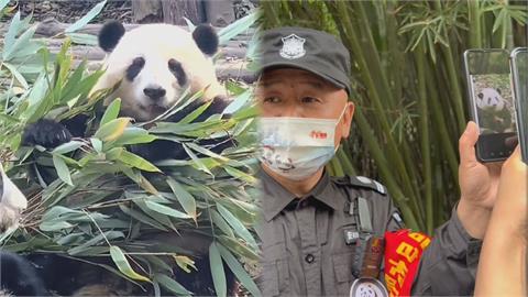 搶拍熊貓身影！中國遊客擠爆成都基地　保全拿手機「請遊客看照片就好」