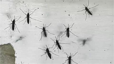 高雄發現「今年首例本土登革熱」　疾管署、高市衛生局跨單位合作處置