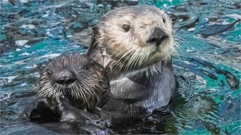 美加州每年逾10隻小海獺擱淺　水族館安排「養母」照顧