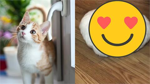 超逼真！日本貓奴自製「掃地機器貓」還會撒嬌　網笑：晚上會做惡夢