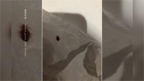 北車商旅驚見「床蝨」鑽包包！　業者急滅火：丟寢具、全面清消