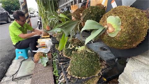 斜槓人生！退休員警成咖啡烘豆師　專研鹿角蕨成達人
