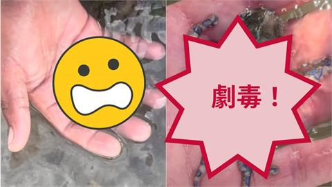 男海灘抓「章魚寶寶」放手中把玩！萬網秒認出「藍環紋路」嚇傻：RIP…