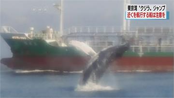 大「鯨」奇！日本東京灣15米長鯨魚現蹤