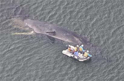 日本屢傳鯨豚迷航受困　專家：可能和水溫有關