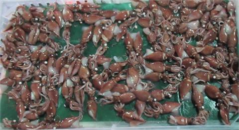 北海道進口烏賊檢出重金屬鎘超標　遭邊境攔截