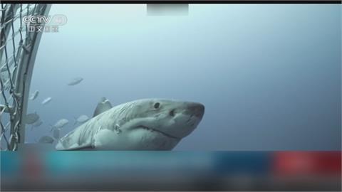 經歷了什麼事？澳洲巨鯊滿身傷怵目驚心