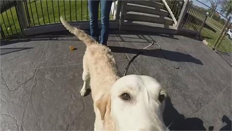 汪星人抗老有解？　美獸醫團隊研發犬用營養補充劑