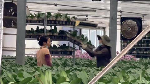 台南後壁「蘭花培育廠」大火　萬株蘭花付之一炬　損失慘重