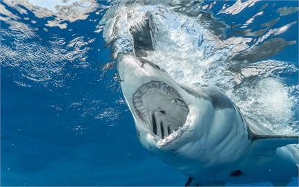 攝影師「近距離」拍到大白鯊！「畫面曝光」超吃驚：沒人看過這樣的