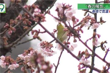 日本脫離低氣壓壟罩 粉嫩櫻花提早盛開